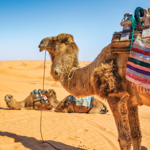 voyage egypt tunisie